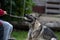 A young happy German Shepherd plays tug with a ball. Sable coloured working line breed