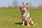 Young happy merle colored French Bulldog dog with mottled patches with tongue sticking out