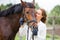 Young happy rider woman with her bay horse