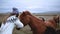 Young happy woman stroking and feeding brown Icelandic horse with bread. Traveling female walking in farm with animals.