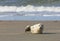 Young harbor seal at Danish North Sea beach