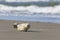 Young harbor seal at Danish North Sea beach