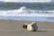 Young harbor seal at Danish North Sea beach