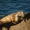 A young harbor seal lying on a rock