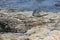 Young harbor seal on a rocky shore at Bar Harbor in Maine, USA