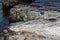 Young harbor seal on a rocky shore at Bar Harbor in Maine, USA