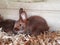 Young, hare colored, Satin Rabbit on fresh straw