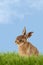 Young Hare, Easter bunny sitting in green meadow