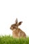 Young Hare, Easter bunny sitting on green meadow