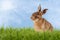 Young Hare, Easter bunny sitting in green meadow