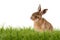 Young Hare, Easter bunny sitting on green meadow