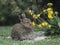 Young hare eating yellow clover