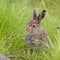 Young hare sitting in the grass.