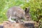 A young hare sitting on a stone