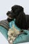 Young harlequin poodle resting on a pillow