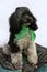 Young harlequin poodle resting on a pillow