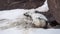 Young harp seal on pack ice and coastal rocks