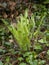 Young Hart`s tongue fern unfurling in nature. Asplenium scolopendrium.