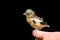 Young Hawfinch bird