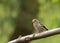 Young Hawfinch sitting