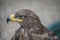 Young hawk in captivity in zoo in summer day.