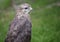 Young hawk in captivity in zoo in summer day.