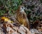 Young Hawk eating in his habitat