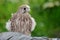 Young hawk fledgling