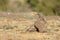 young hawk lands on the ground