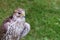 Young hawk motley white with brown feathers