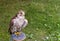 Young hawk sits looking into the distance on a wooden