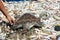 Young Hawksbill Turtle Captured With Fish From fishing