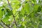 Young hazel nuts grow on a tree close up