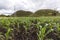 A young and healthy cornfield near some of the hills that collectively called Chocolate Hills in Sagbayan, Bohol.