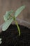 Young and healthy cucumber sprout seedling stands in plastic pots. Cultivation of cucumbers in greenhouse. Cucumber seedlings.