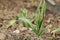 Young healthy garlic (Allium sativum) plant.