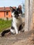 A young healthy lively kitten spends time in the garden