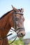 Young healthy purebred horse enjoying summer sunshine on blue natural background