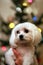 Young healthy purebred malteser dog at christmastime