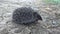 Young Hedgehog eats caught prey. The European hedgehog Erinaceus europaeus