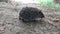 A young Hedgehog eats a trapped earthworm. The European hedgehog Erinaceus europaeus