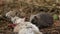 A young Hedgehog Erinaceidae feeding on the carcass of a wild rabbit.