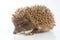 Young hedgehog in front of a white background