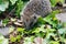 Young hedgehog in garden