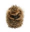 Young hedgehog isolate on the white background