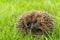 Young hedgehog sleeping in ball on grass