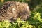 Young Hedgehog on a Sunny Day