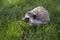 A young hedghog outside i