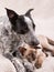 Young Heeler dog licking a small Siamese cat on the head