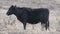 Young heifer, black in color